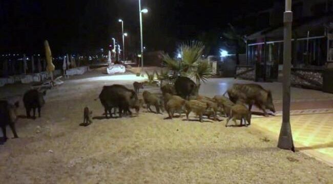 Marmaris'te domuz endişesi devam ediyor