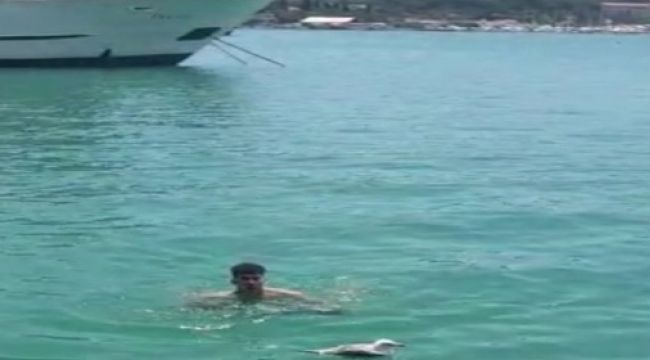 Martıyı itfaiye ve vatandaşlar kurtardı