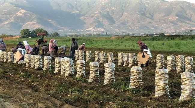 ÖDEMİŞ PATATESİ TARLADA 1 LİRANIN ALTINA DÜŞTÜ
