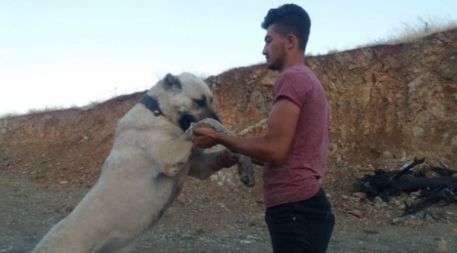 Otomobil fiyatına çoban köpeği