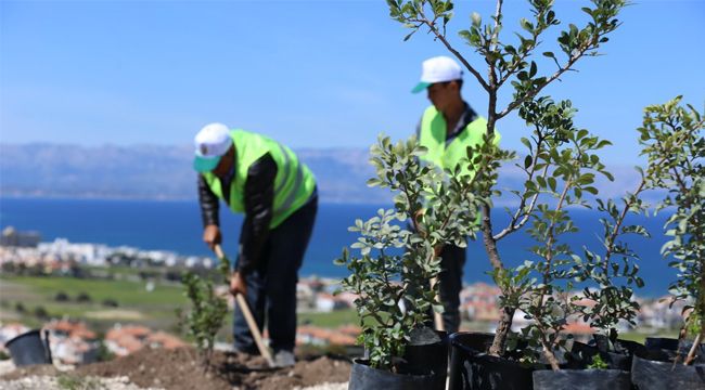 Sakız üretimi artık Yunanistan'ın elinden alınıyor