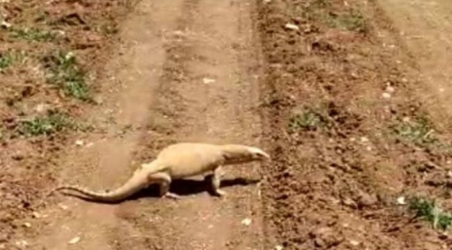 Şanlıurfa'da çöl varanı görüldü