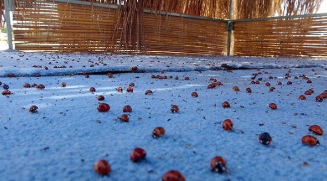 Saros Körfezi'nde uğur böceği istilası