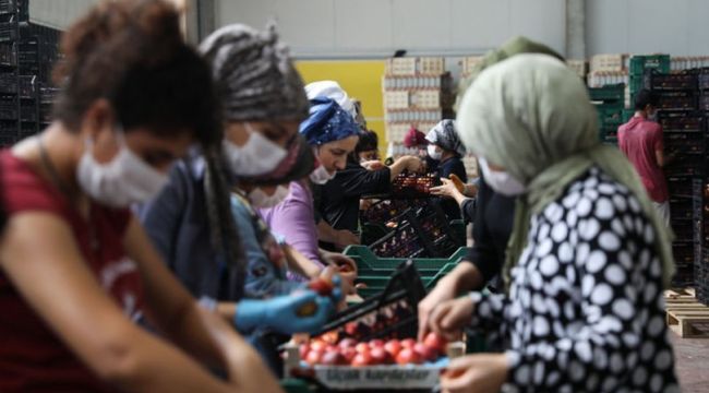 Şeftali ve nektarin ihracatı hızlı başladı