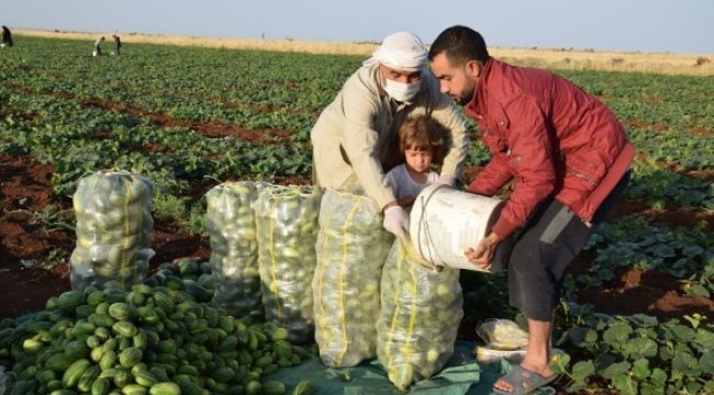 Şelengonun hasadına başlandı