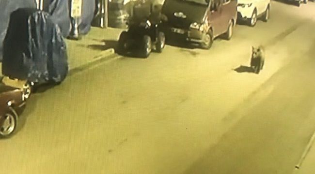 Sokağa inen boz ayı görenleri heyecanlandırdı
