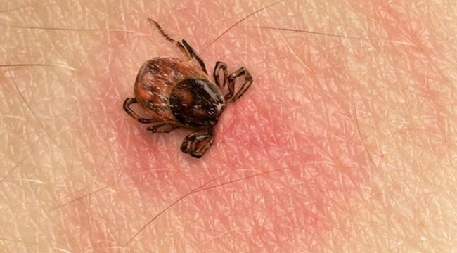 YENİ SALGIN KABUSU KAPIDA