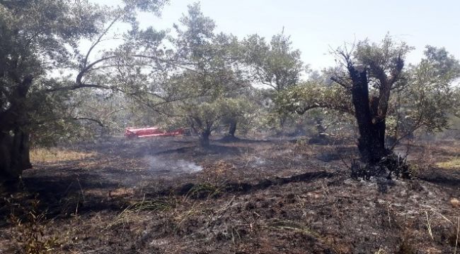 Zeytin ağaçları yangında zarar gördü