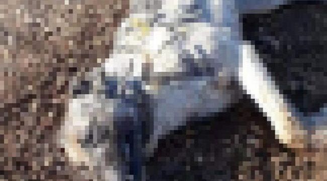 Afyonkarahisar'da yaylada 7 köpek zehirlendi