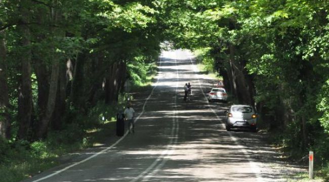 Ağaçların tünel oluşturduğu yol görsel şölen sunuyor