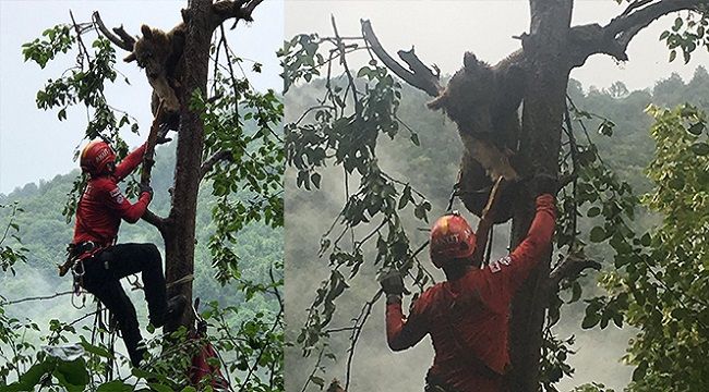 Ağaçta mahsur kalan ayı böyle kurtarıldı
