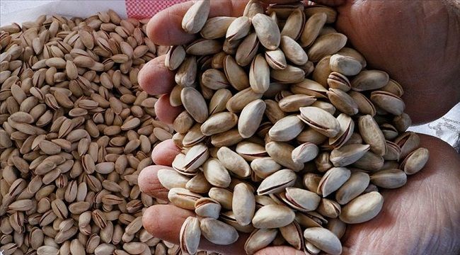 Antep fıstığında lisanslı depo dönemi