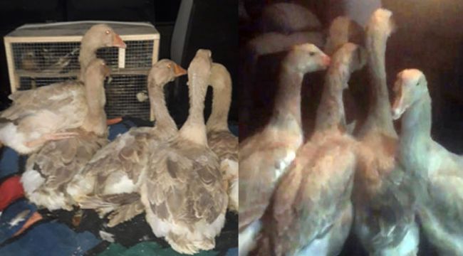 Aracın bagajından çıkanlar şoke etti