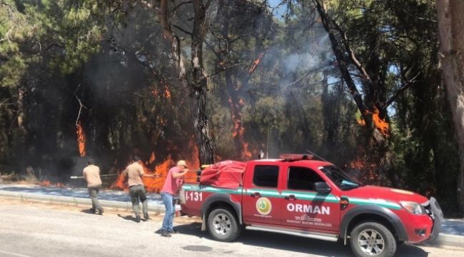 Araçtan atılan izmarit orman yangınına sebep oldu