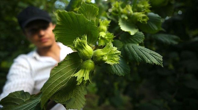 Batı Karadeniz'de fındık üreticileri hasada hazırlanıyor