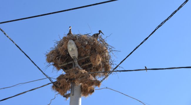BERGAMA 'DAN HAYVANSEVER HAMLE