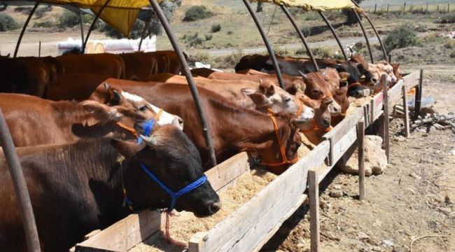 Bilim Kurulu üyelerinden Kurban Bayramı'nda koronavirüs uyarısı