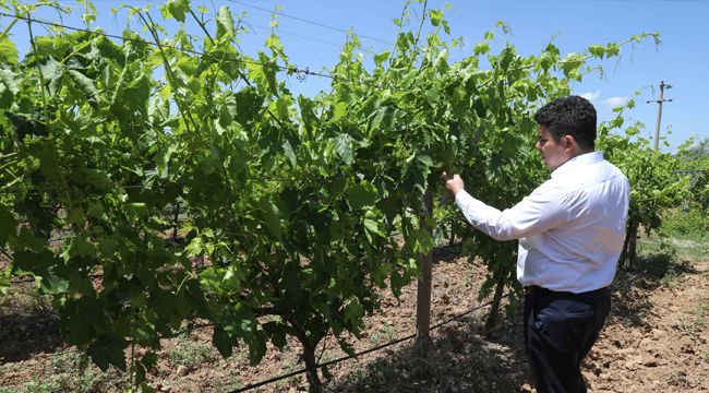 BUCA’NIN ÜZÜMLERİ SOFRALARA BEREKET OLACAK