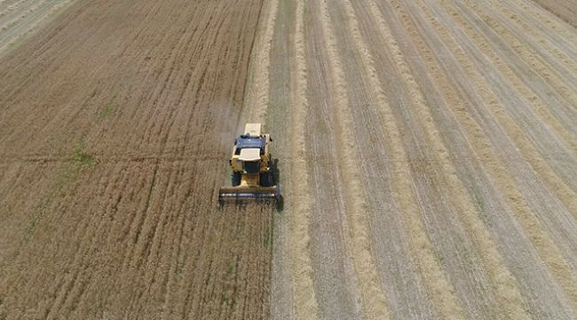 Buğday ve arpa verimi yarı yarıya düşürdü