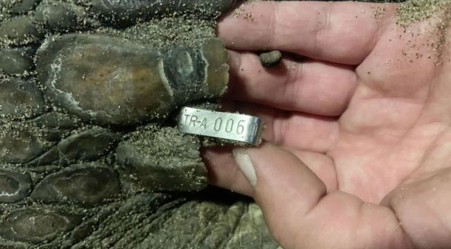 Caretta caretta 21 yıl sonra aynı sahile yumurta bıraktı