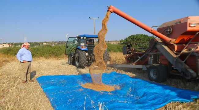 ÇEŞME’DE ‘KARAKILÇIK BUĞDAYI’ HASADI BAŞLADI