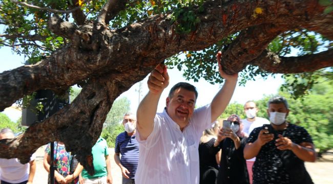 ÇEŞME SAKIZ ADASI'NA RAKIP OLUYOR!