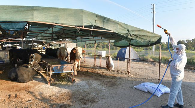 ÇİĞLİ’DE HAYVAN PAZARLARI DEZENFEKTE EDİLDİ