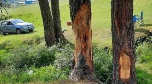 Çıra için çam ağaçlarını yonttular