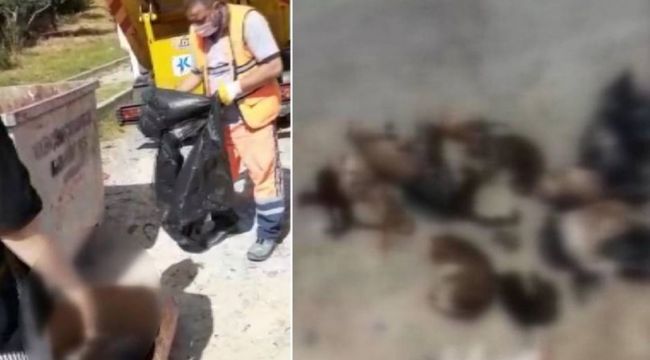 Çöp konteynerinden çıkan katliam!