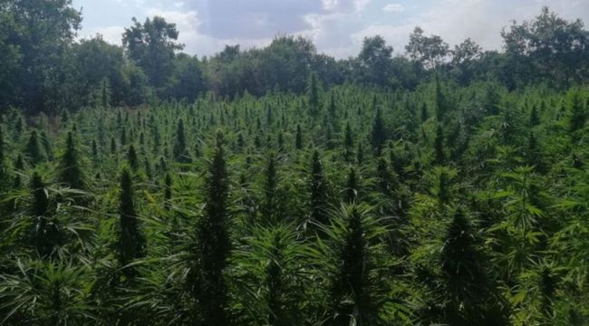 Diyarbakır'da yüklü miktarda esrar ve Hint keneviri ele geçirildi