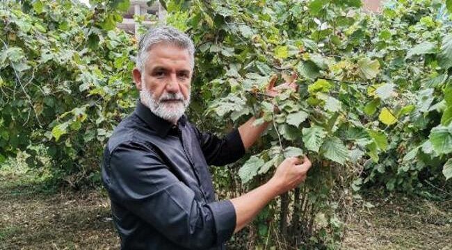 Fındık fiyatı, üreticileri sevindirdi