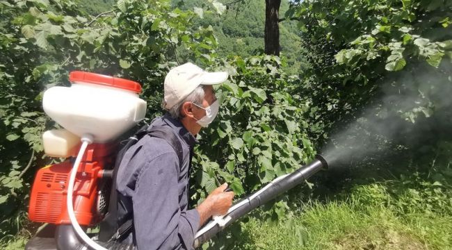 Fındık hasadında sosyal mesafe kurallarına uyulacak