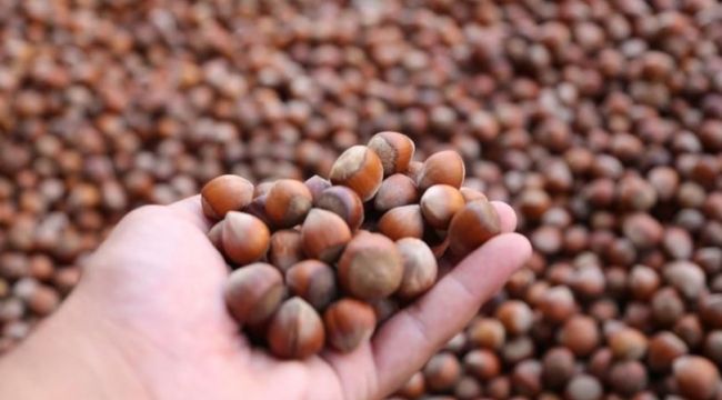 Fındık sektör temsilcileri açıklanan fiyattan memnun