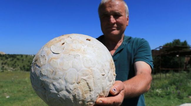Futbol topu sandı, 5 kilogram ağırlığında mantar çıktı