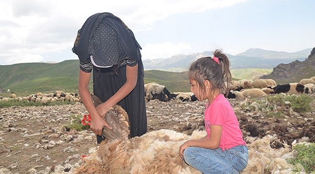 Genç kız koyunlara çobanlık yapıyor