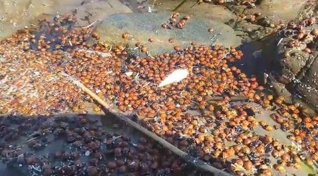 Gökçeada'da korkutan görüntü