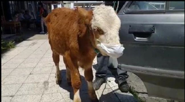 Hastalanan buzağıyı maske takıp veterinere götürdü