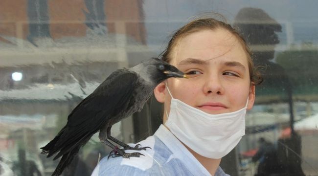 Hayatını kurtardığı karga en yakın dostu oldu