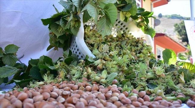 İhracatçılardan fındık üreticilerine "erken hasat" uyarısı