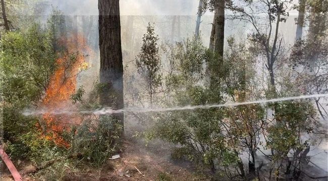 İstanbul Sarıyer'de ormanlık alanda yangın