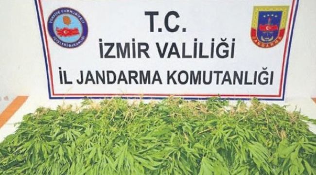 İzmir’de 3 bin 574 kök Hint keneviri ele geçirildi