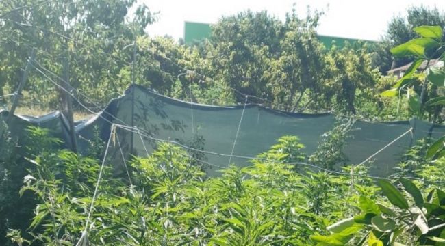 İzmir'de Hint keneviri ile ruhsatsız silah ele geçirildi