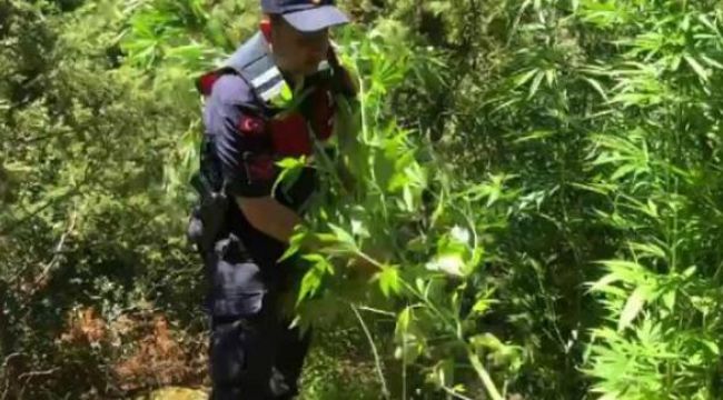 Jandarmadan drone destekli 'Hint keneviri' operasyonu