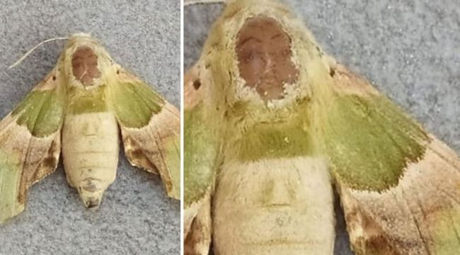 Kelebeğin sırtındaki insan sureti görenleri şaşırtıyor