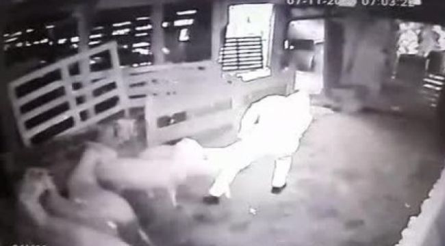 Kurbanlık koçları sürükleye sürükleye çaldılar