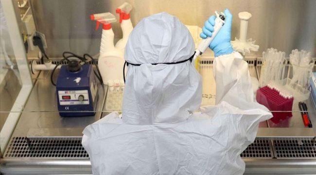 Lamalardan alınan iki antikor Covid-19'u etkisizleştirdi