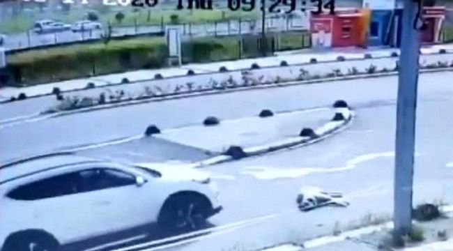Maltepe'de hayvan katliamı