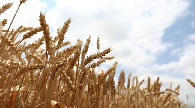 Milli tohum "Hüseyinbey" ile buğday verim rekoru kırıldı