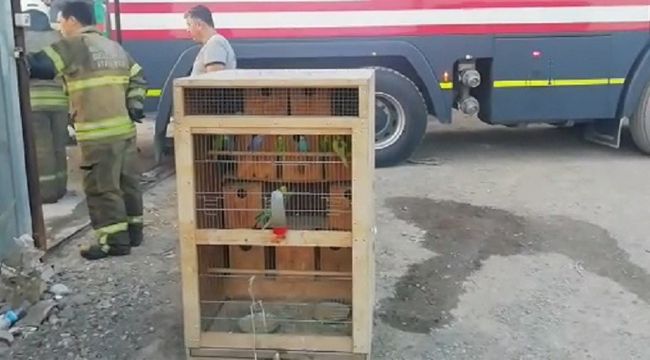 MUHABBET KUŞLARINI İZMİR İTFAİYESİ KURTARDI