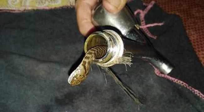 Musluktan yılan çıktı